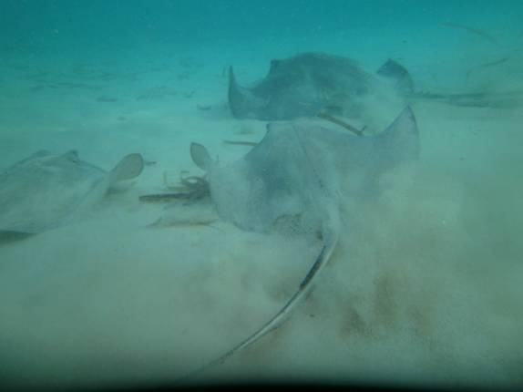 Muitas arraias em ponto conhecido de San Andrés, ilha no caribe colombiano
